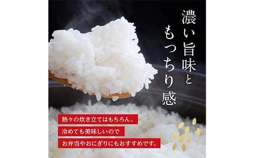 FK7-0222_【令和7年度産】嘉島町のおいしいお米（くまさんの輝き/白米） 5kg