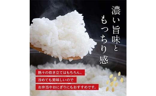 FK7-0224_【3カ月定期】【令和7年度産】【先行予約】嘉島町のおいしいお米（くまさんの輝き/白米） 5kg