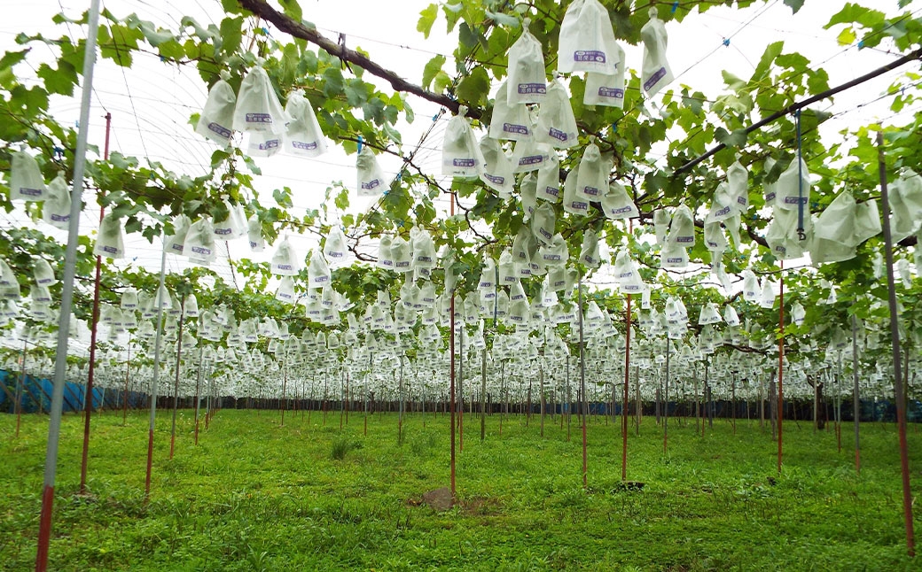 ぶどう狩り体験チケット （ 大人2名様分 ） お土産付き 【2026年8月5日までお申込み可】 【2026年7月下旬～8月下旬ご案内予定】 収穫 試食 自然 家族連れ 観光 体験チケット 体験 経験 チケット ぶどう狩り ぶどう ブドウ 葡萄 時間無制限 無制限