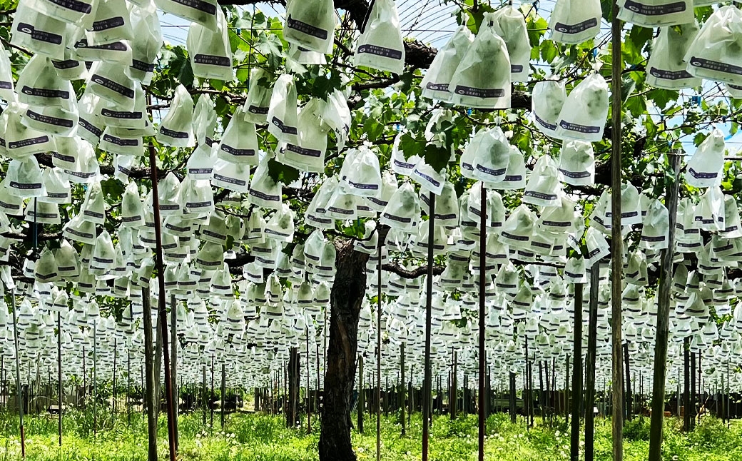 ぶどう狩り体験チケット （ 大人2名様分 ） お土産付き 【2026年8月5日までお申込み可】 【2026年7月下旬～8月下旬ご案内予定】 収穫 試食 自然 家族連れ 観光 体験チケット 体験 経験 チケット ぶどう狩り ぶどう ブドウ 葡萄 時間無制限 無制限