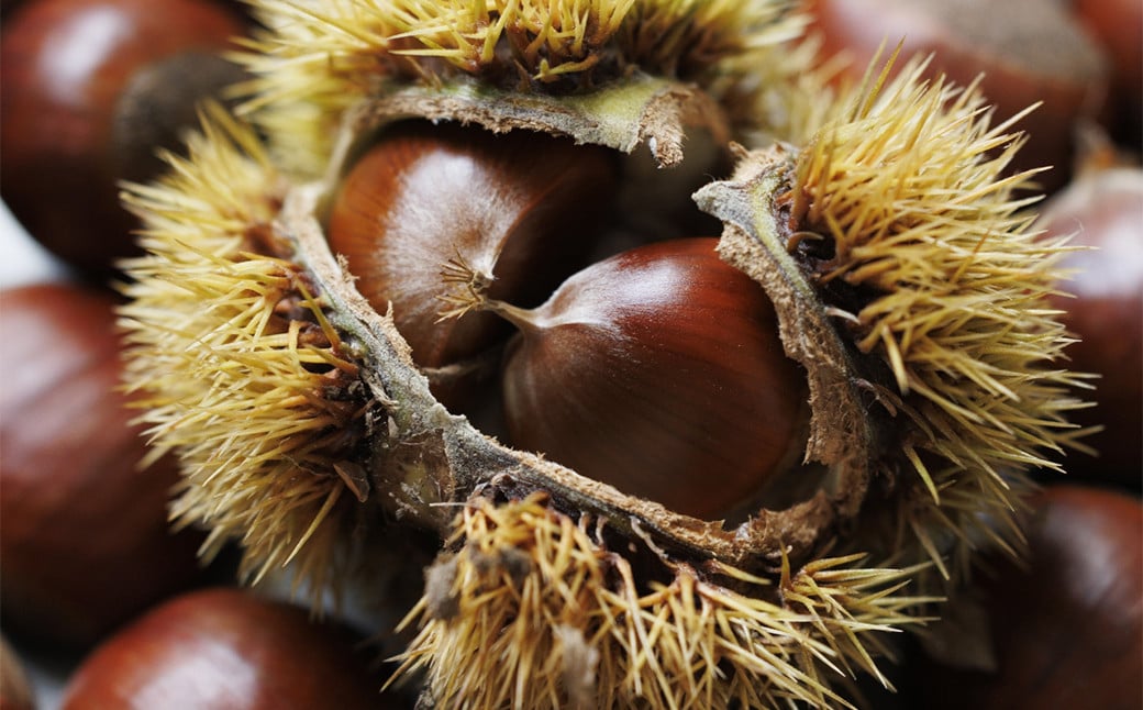 生栗 クリ 大粒 2L以上 約3kg くり マロン【2026年9月上旬～10月上旬発送予定】