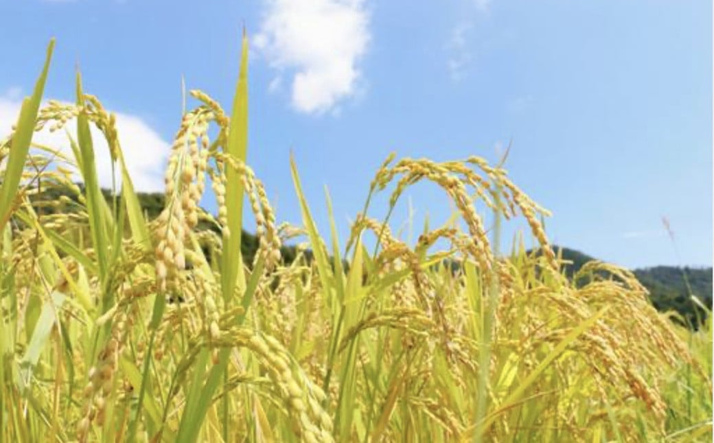 令和6年産 森のくまさん 10kg（ご飯の友付き）米 白米 熊本県 益城町産