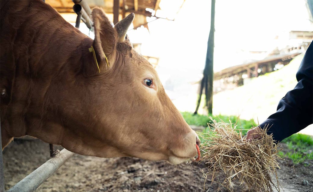 GI隱崎ィシ 縺上∪繧ゅ→ 縺ゅ°迚 縺吶″辟シ縺咲畑 蛻繧願誠縺 300gテ2 險600g