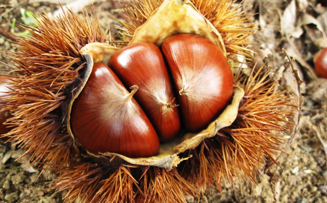 生栗 クリ 大粒 2L以上 約3kg くり マロン【2026年9月上旬～10月上旬発送予定】