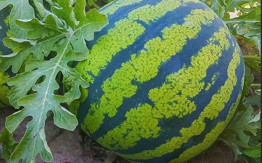 çæ¬ç çåçº ã¹ã€ã« ã ããã 2L 1ç çŽ7kg ã2026幎4æäžæ¬ïœ6æäžæ¬è¿çºéäºå®ã