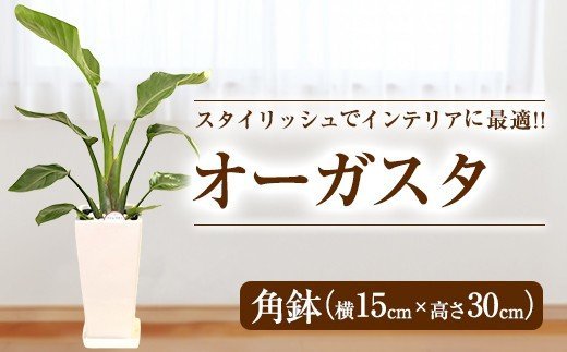 オーガスタ 観葉植物 角鉢(横15cm×高さ30cm)
