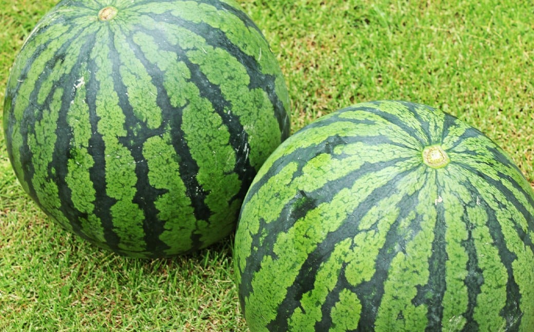 大玉すいか 2玉 3L以上 約16kg 大玉スイカ 大玉西瓜 すいか スイカ 西瓜 果物 くだもの フルー 国産 16kg 【2026年5月上旬～6月下旬発送予定】