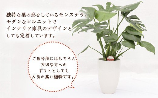 モンステラ 観葉植物 丸鉢(幅16cm×高さ23cm) 