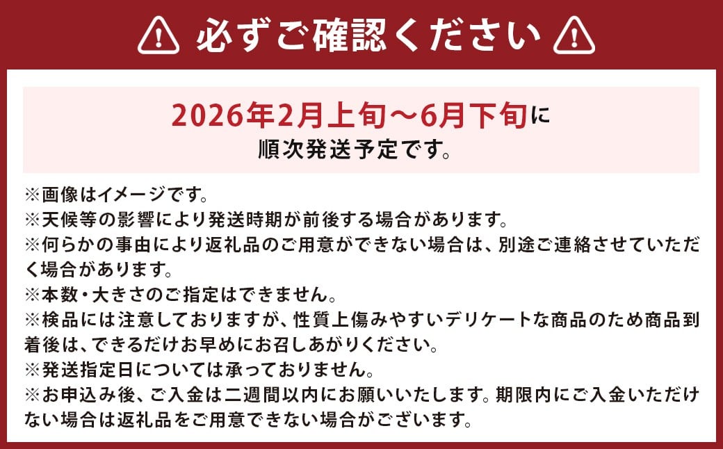 紅はるか 約5kg さつまいも サツマイモ 野菜 いも【2026年2月上旬～6月下旬発送予定】