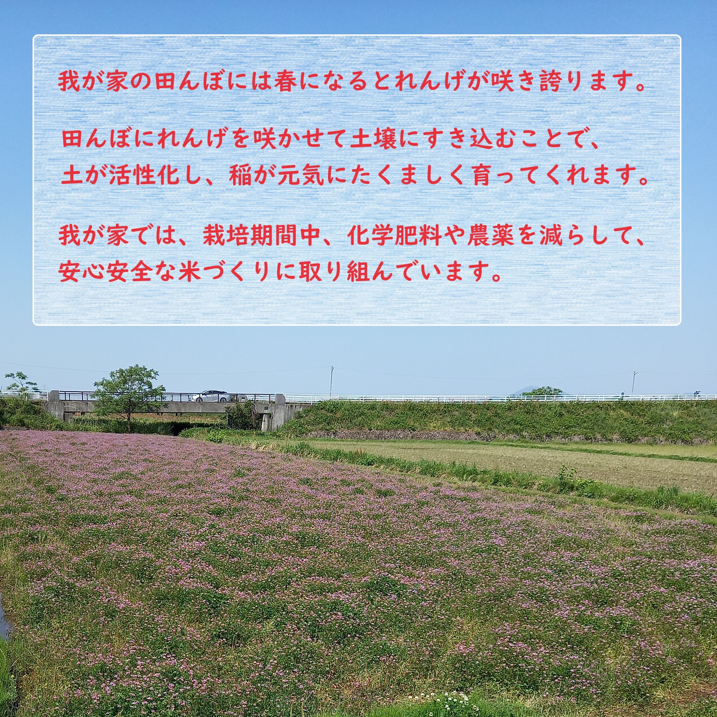 【令和7年産】 熊本県 益城町産 単一原料米 「ヒノヒカリ」 10kg（5kg×2袋） 【2026年9月下旬まで順次発送予定】