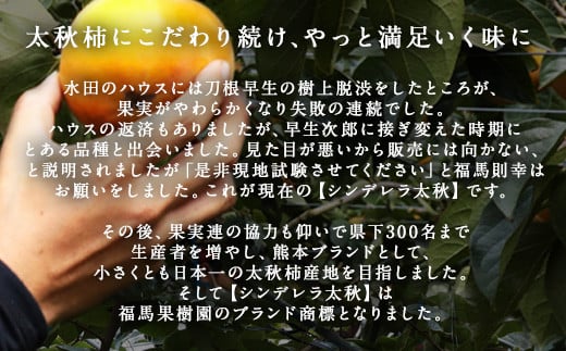 【2024年11月上旬～12月下旬発送予定】シンデレラ 太秋柿 化粧箱入り 大玉 6玉 約2kg