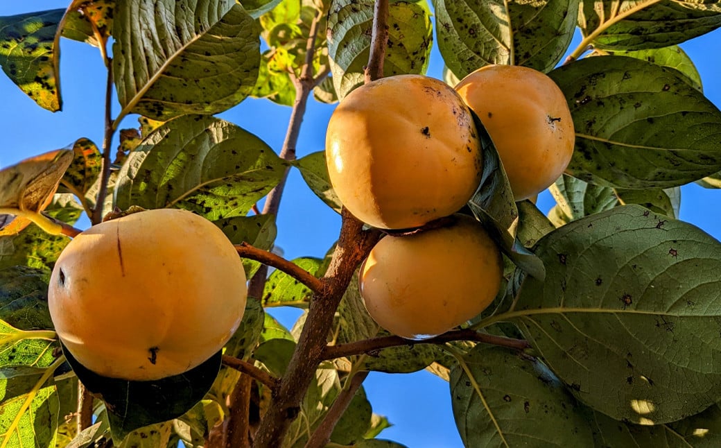 å€ªç§æ¿ çŽ2kgïŒ4ïœ8çïŒæ¿ ã«ã æç©ã2026幎10æäžæ¬ïœ11æäžæ¬çºéäºå®ã