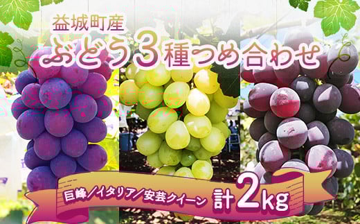 ぶどう 3種 詰め合わせ 合計約2kg 5～6房 巨峰 イタリア 安芸クイーン 【2025年9月上旬～9月下旬順次発送予定】