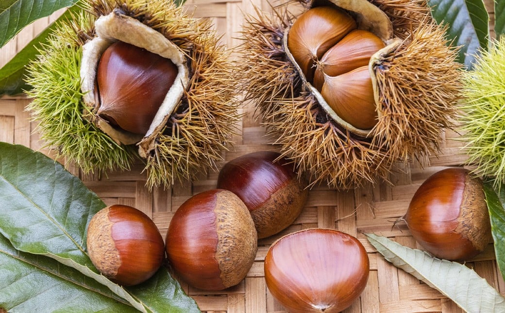 生栗 クリ 大粒 2L以上 約2kg 【2026年9月上旬～10月上旬発送予定】 栗 くり 果物 果実 フルーツ スイーツ おやつ 旬 国産 九州 熊本県 益城町 冷蔵