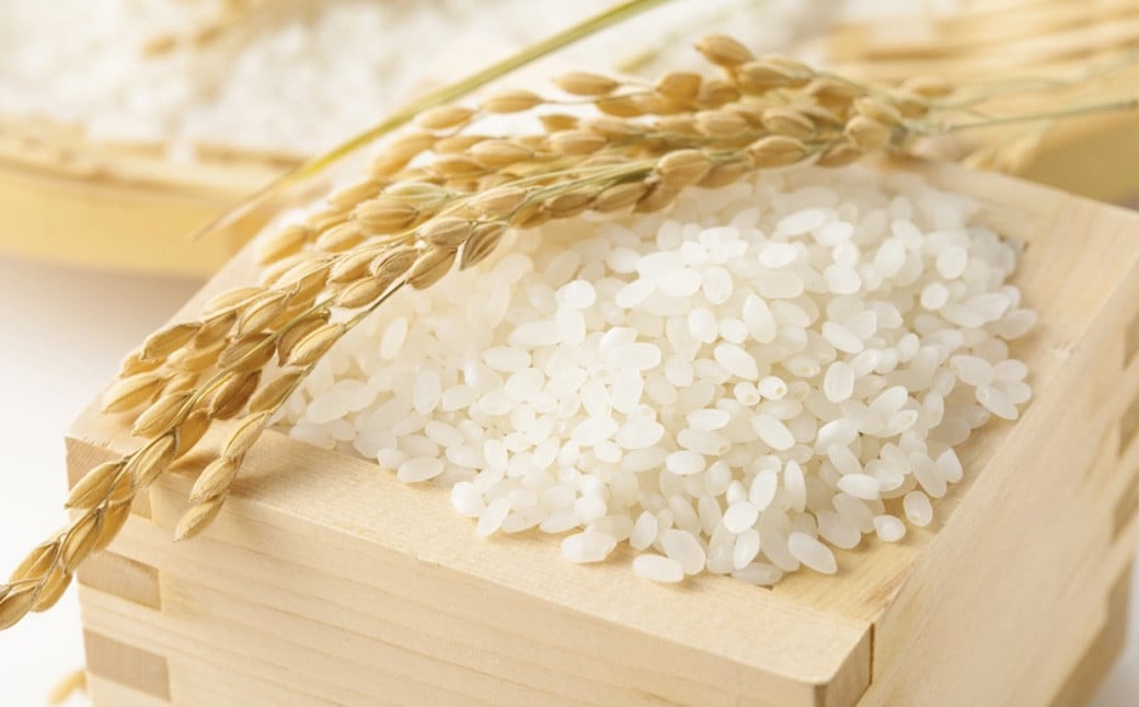 【令和7年産】 ひのひかり 10kg（ご飯の友付き）米 白米 熊本県 益城町産 【2025年10月上旬より順次発送予定】