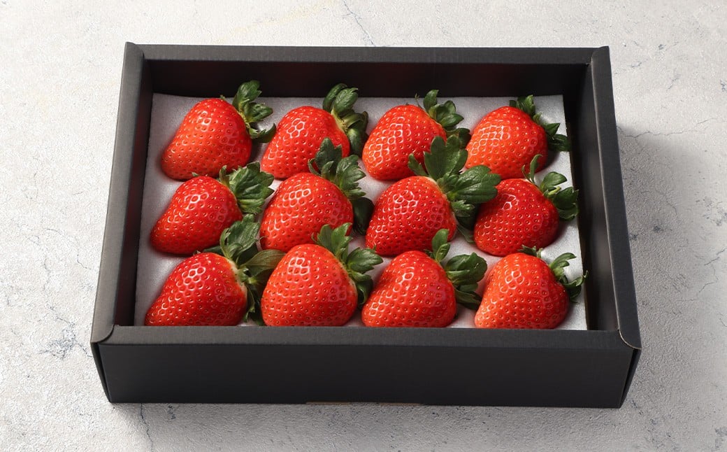 益城産 いちご 500g×1パック 贈答箱入り 【2026年1月上旬より順次発送】