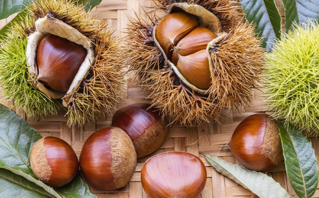 生栗 クリ 大粒 2L以上 約3kg くり マロン【2026年9月上旬～10月上旬発送予定】