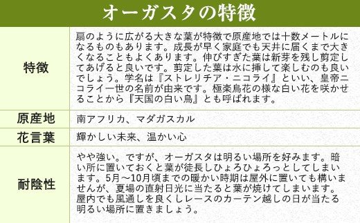 オーガスタ 観葉植物 角鉢(横15cm×高さ30cm)