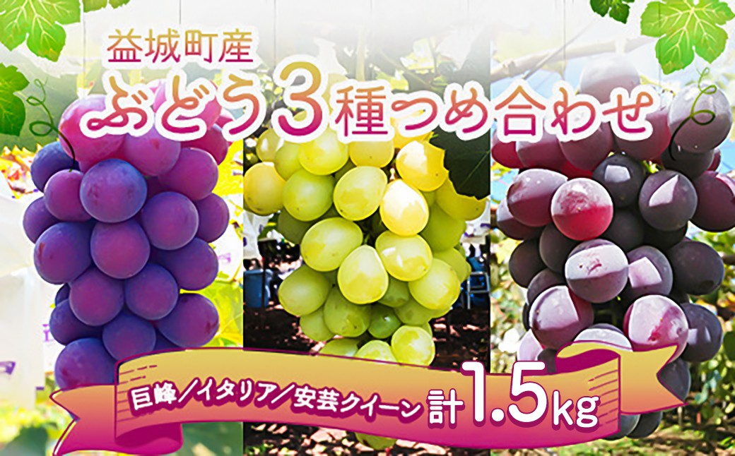 ぶどう 3種 詰め合わせ 合計約1.5kg 3～5房 巨峰 イタリア 安芸クイーン 【2026年9月上旬～9月下旬順次発送予定】