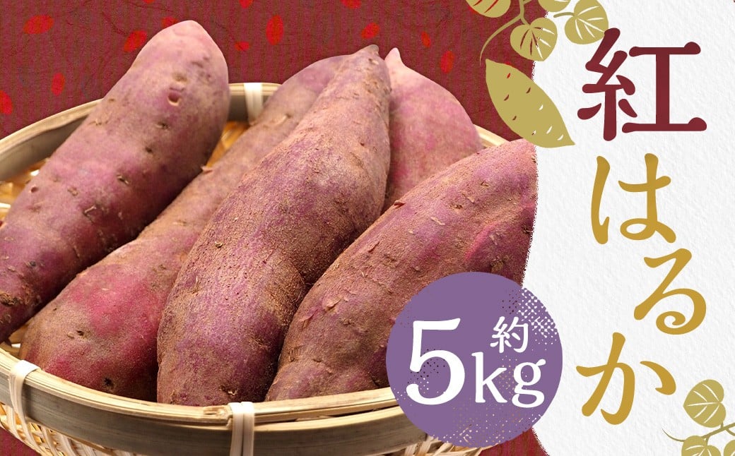 紅はるか 約5kg さつまいも サツマイモ 野菜 いも【2026年2月上旬～6月下旬発送予定】