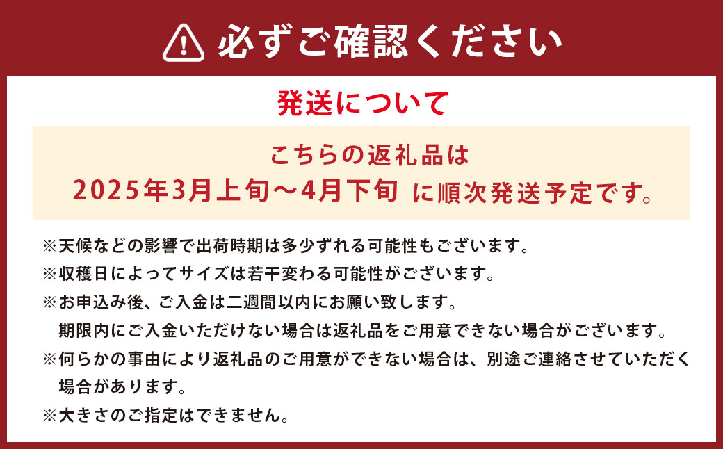 【数量限定】朝堀り 筍 4kg 熊本県産米（約500g）付き【2025年3月上旬-4月下旬発送予定】