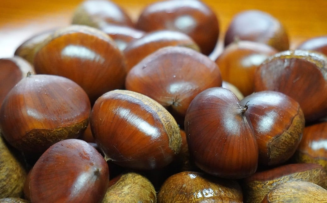 生栗 クリ 大粒 2L以上 約2kg 【2026年9月上旬～10月上旬発送予定】 栗 くり 果物 果実 フルーツ スイーツ おやつ 旬 国産 九州 熊本県 益城町 冷蔵