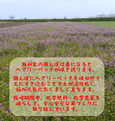 縲蝉サ、蜥7蟷エ逕」縲 辭頑悽逵 逶雁沁逕コ逕」 蜊倅ク蜴滓侭邀ウ 縲後ヲ繝弱ヲ繧ォ繝ェ縲 10kgシ5kgテ2陲具シ 縲2026蟷エ9譛井ク区流縺セ縺ァ鬆谺。逋コ騾∽コ亥ョ壹