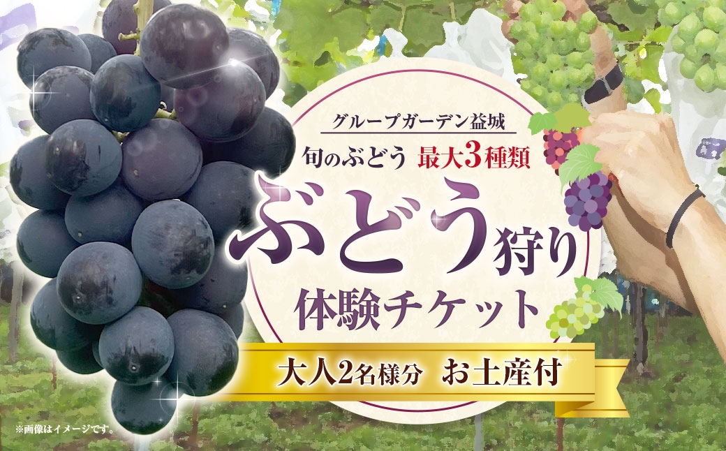ぶどう狩り体験チケット （ 大人2名様分 ） お土産付き 【2026年8月5日までお申込み可】 【2026年7月下旬～8月下旬ご案内予定】 収穫 試食 自然 家族連れ 観光 体験チケット 体験 経験 チケット ぶどう狩り ぶどう ブドウ 葡萄 時間無制限 無制限