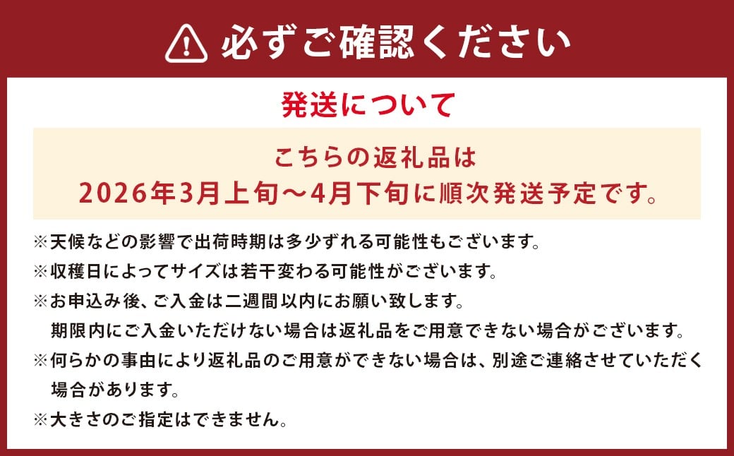 【数量限定】朝堀り 筍 2kg 熊本県産米(約500g)付き【2026年3月上旬～4月下旬迄発送予定】