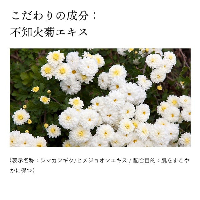 蜀肴丼鬢ィ陬ス阮ャ謇 繝峨Δ繝帙Ν繝ウ繝ェ繝ウ繧ッ繝ォ 豕。縺ョ譟碑l 繝代ャ繧ッ 80g