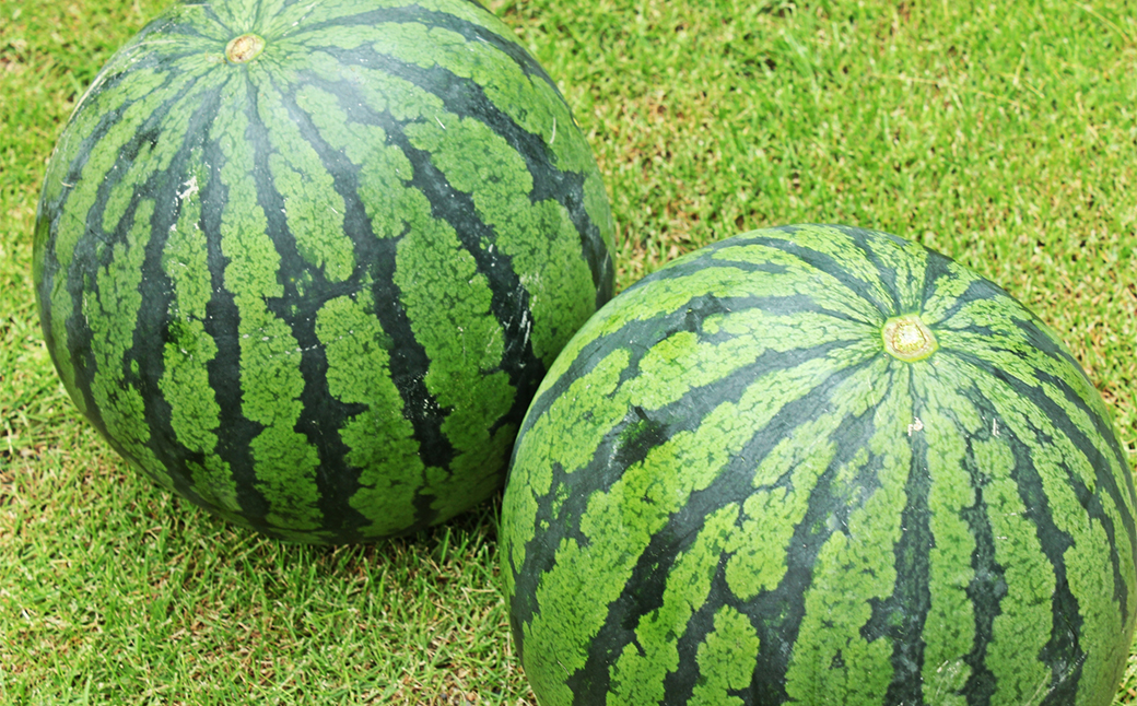 大玉 すいか 1玉 L以上 約5kg【2026年5月上旬～6月下旬発送予定】