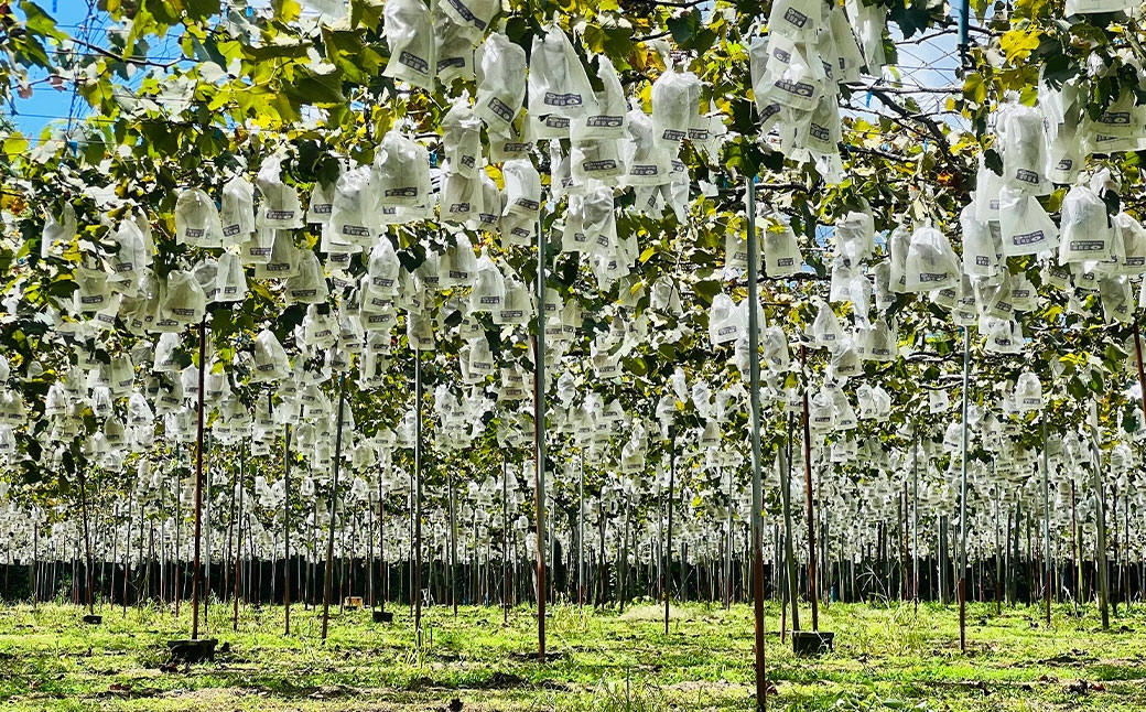 ぶどう狩り体験チケット （ 大人2名様分 ） お土産付き 【2026年8月5日までお申込み可】 【2026年7月下旬～8月下旬ご案内予定】 収穫 試食 自然 家族連れ 観光 体験チケット 体験 経験 チケット ぶどう狩り ぶどう ブドウ 葡萄 時間無制限 無制限