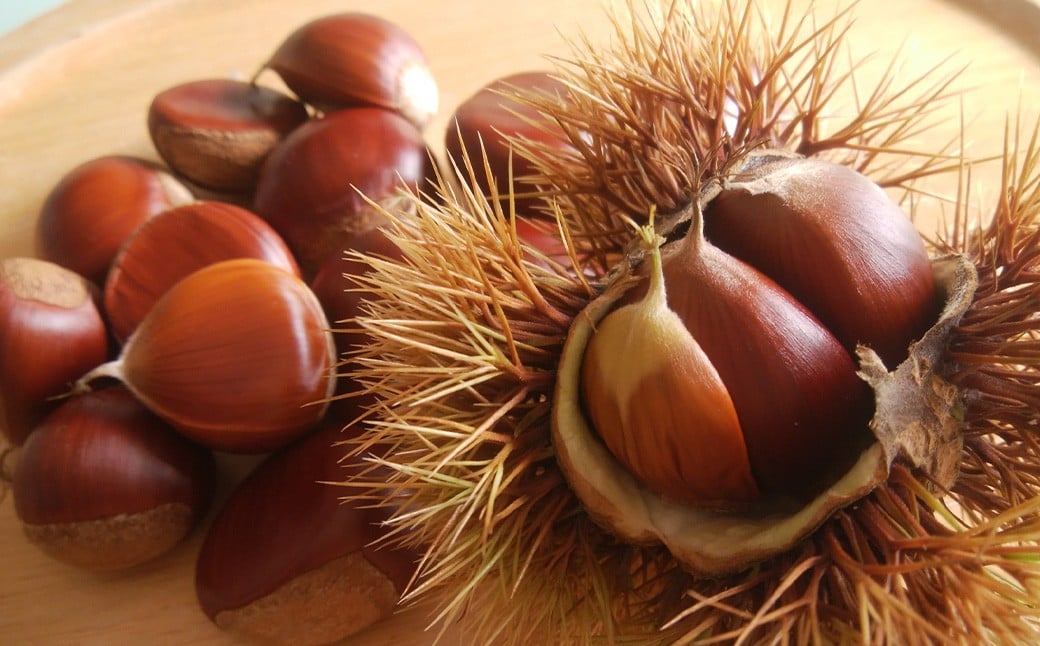 生栗 クリ 大粒 2L以上 約2kg 【2026年9月上旬～10月上旬発送予定】 栗 くり 果物 果実 フルーツ スイーツ おやつ 旬 国産 九州 熊本県 益城町 冷蔵