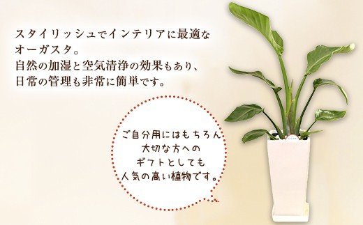 オーガスタ 観葉植物 角鉢(横15cm×高さ30cm)