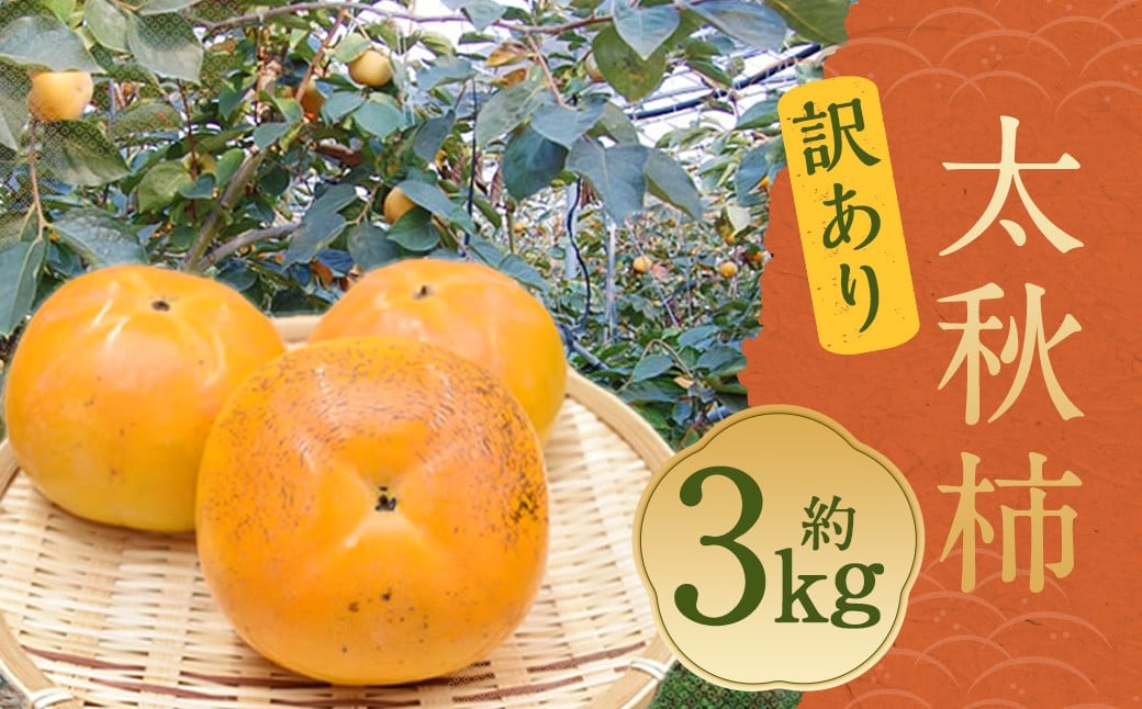 太秋柿 秀品 約3kg（約8～14個） ブランド柿 柿 かき たいしゅうかき 甘柿 フルーツ スイーツ くだもの 果物 果実 秋 旬 益城町産 【2026年10月下旬から11月下旬発送予定】