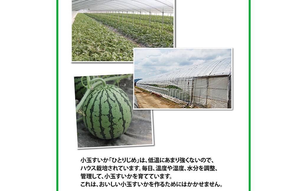 小玉すいか 秀品 2玉 約2～3kg 送料無料 スイカ すいか 益城町産 お取り寄せ お取り寄せグルメ 西瓜 フルーツ 【2026年5月下旬～7月下旬発送予定】