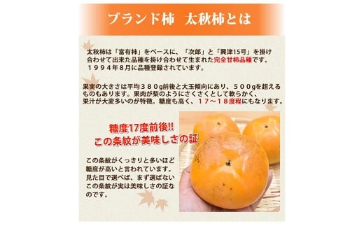 太秋柿 秀品 約3kg（約8～14個） ブランド柿 柿 かき たいしゅうかき 甘柿 フルーツ スイーツ くだもの 果物 果実 秋 旬 益城町産 【2026年10月下旬から11月下旬発送予定】