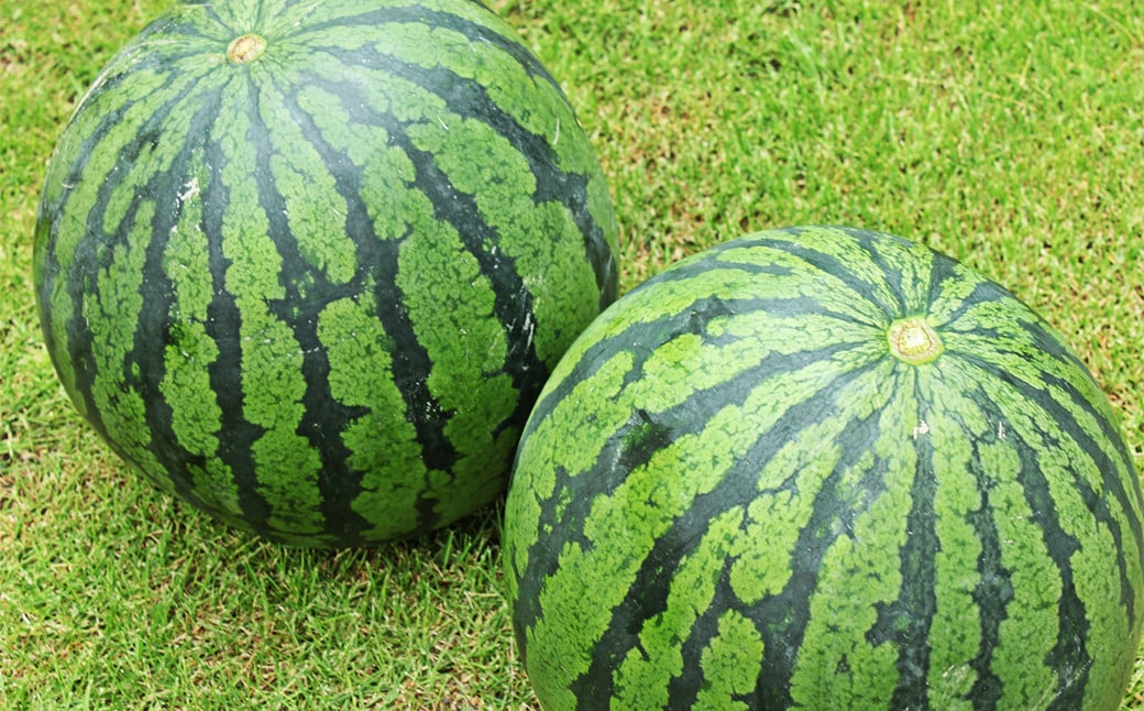 倧ç ããã 1çå
¥ çŽ5kgã2025幎4æäžæ¬ïœ7æäžæ¬çºéäºå®ã