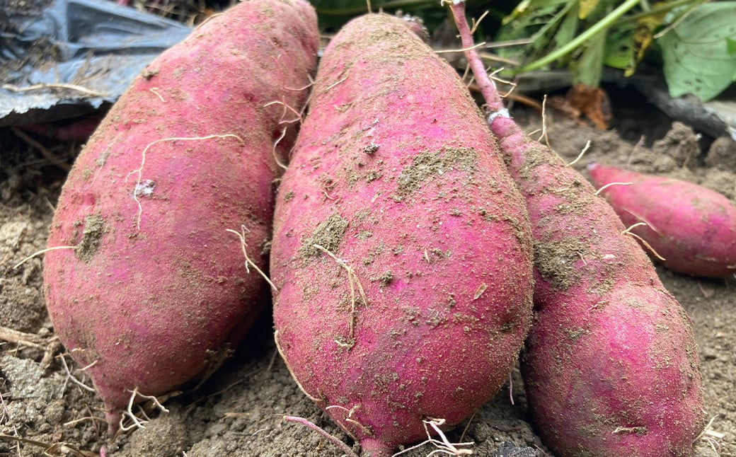 紅はるか 約5kg さつまいも サツマイモ 野菜 いも【2026年2月上旬～6月下旬発送予定】