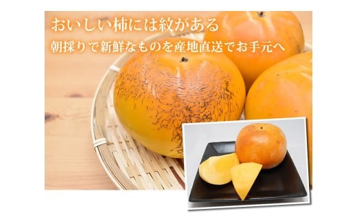 太秋柿 訳あり 約3kg（約8～14個） ブランド柿 柿 かき たいしゅうかき 甘柿 フルーツ スイーツ くだもの 果物 果実 秋 旬 益城町産 【2026年10月下旬から11月下旬発送予定】