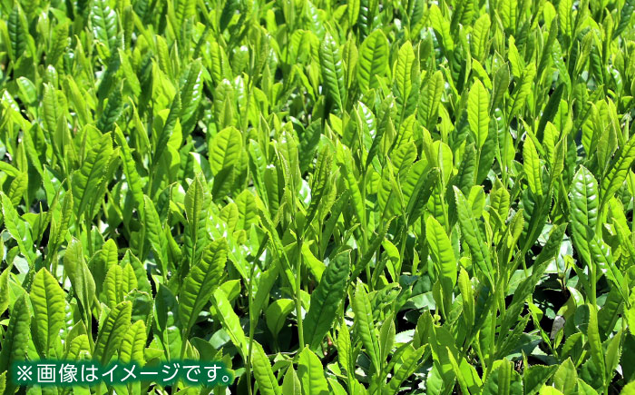 【全6回定期便】【化粧箱入り】矢部茶 4点セット 紅茶 釜炒り茶 蒸し茶 特上 熊本県産 山都町産【一般社団法人 山都町観光協会】[YAB050]