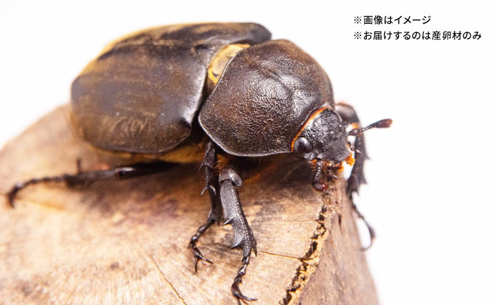 クヌギ爆産材 オリジナル 産卵材 カブトムシ クワガタ クヌギ 【ふるさと昆虫】 [YDV006]