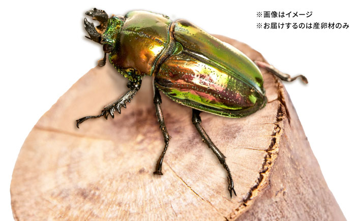 オリジナル 色虫対応材  カブトムシ クワガタ タマムシ クヌギ 【ふるさと昆虫】 [YDV008]