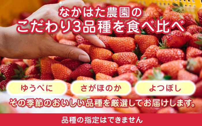 【先行予約】【全6回定期便】 いちご 食べ比べセット 総計3.0kg ( 250g × 2P × 6回 ) 農園直送 産地直送 熊本県産 山都町産【なかはた農園】[YBI014] 