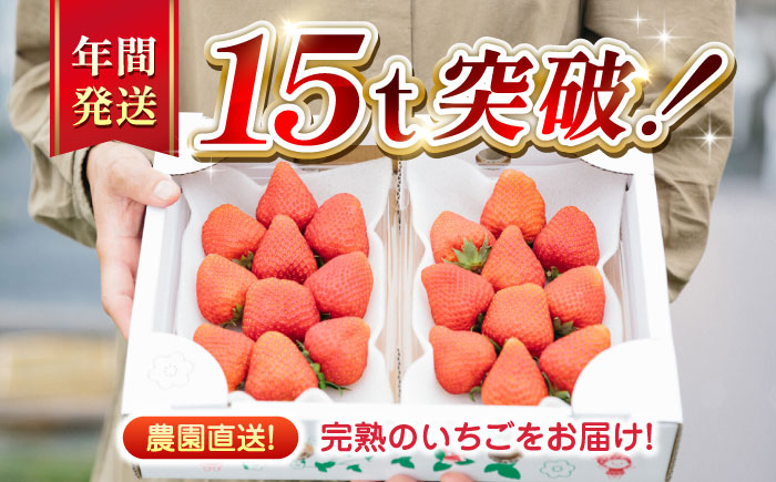 【先行予約】【全6回定期便】 いちご 食べ比べセット 総計3.0kg ( 250g × 2P × 6回 ) 農園直送 産地直送 熊本県産 山都町産【なかはた農園】[YBI014] 