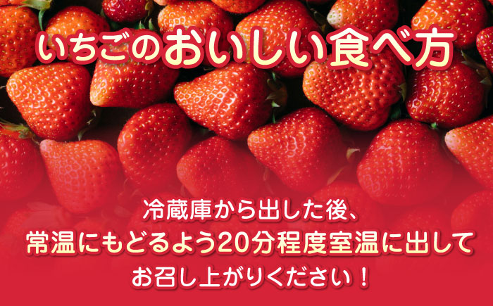 【2024年12月〜順次発送】いちご食べ比べ セット 3品種 計500g ( 250g × 2P ) 農園直送 産地直送 熊本県産 山都町産 イチゴ ストロベリー【なかはた農園】[YBI001] 