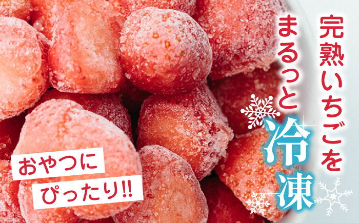 【数量限定】 冷凍 いちご 計1.5kg ( 500g × 3P ) 熊本県産 山都町産【なかはた農園】[YBI005] 