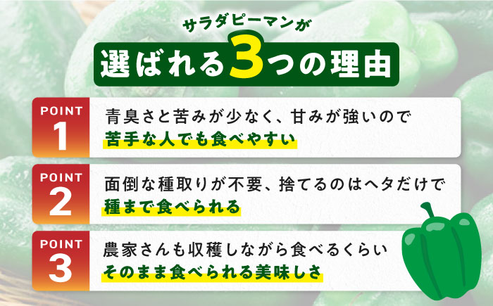 いちょうの畑 サラダピーマン 約5kg 【農事組合法人いちょう】 [YDN012]