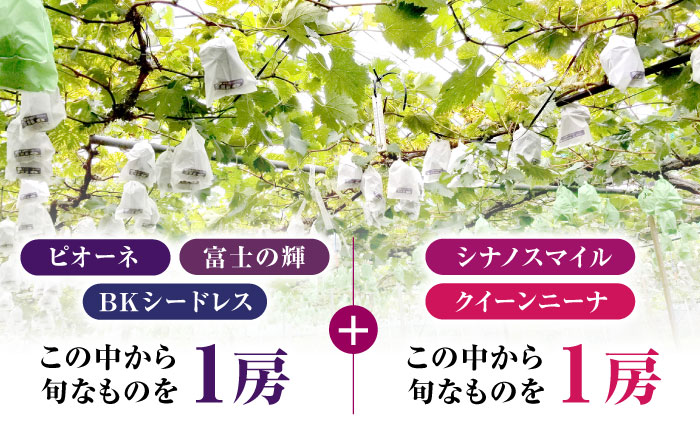 限定数量】熊本県産 ぶどう 食べ比べ 2種セット 約1kg 計2房