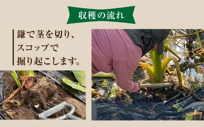 【産地直送】土付き 里芋 約2kg 小サイズ 竹粉育ち 山都町産 熊本産[YCT003] 